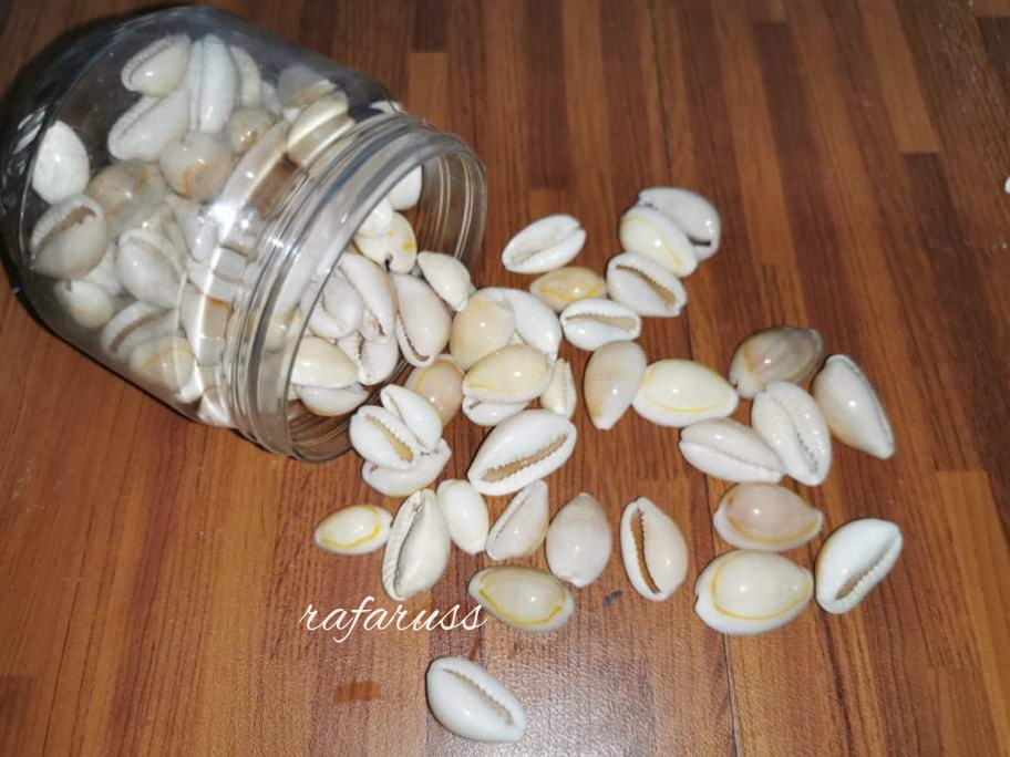Sigay Seashells / Cowrie Shells for Sungka in a Jar 100pcs Lazada PH