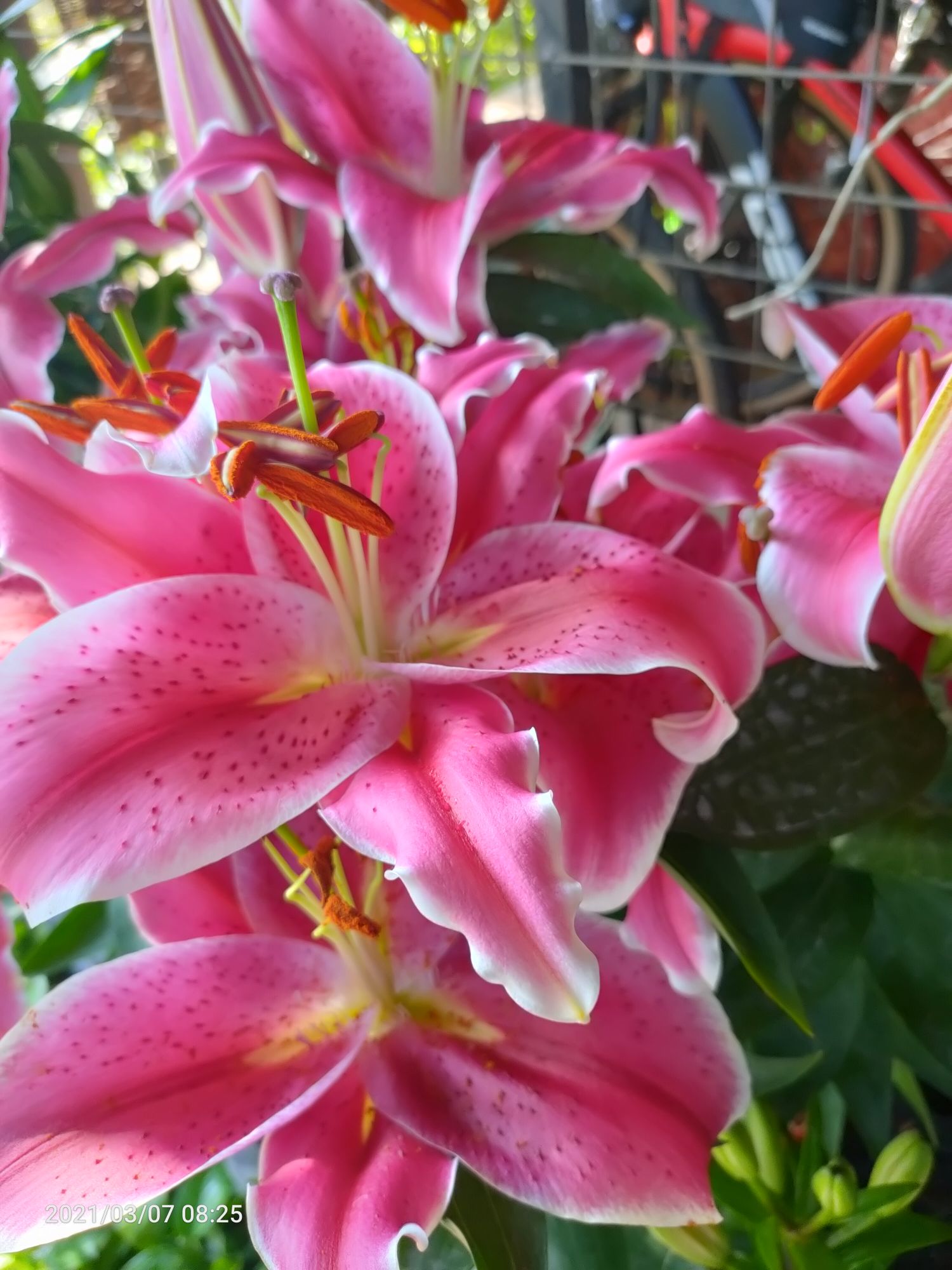 Stargazer Pink(Lilies Varieties) | Lazada PH