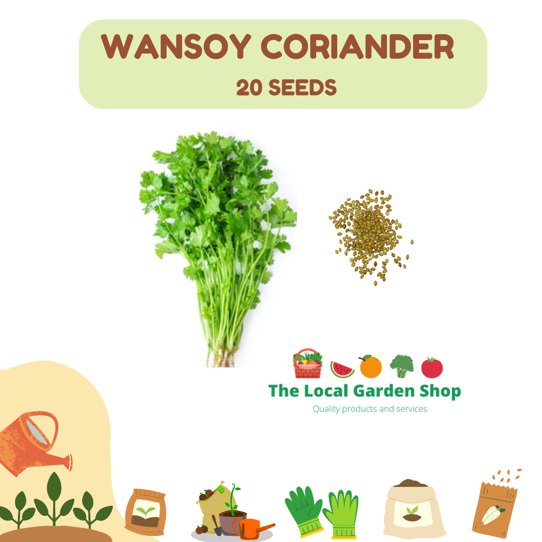 HERB SEEDS CELERY KINCHAY PARSLEY SWEET BASIL. Lazada PH