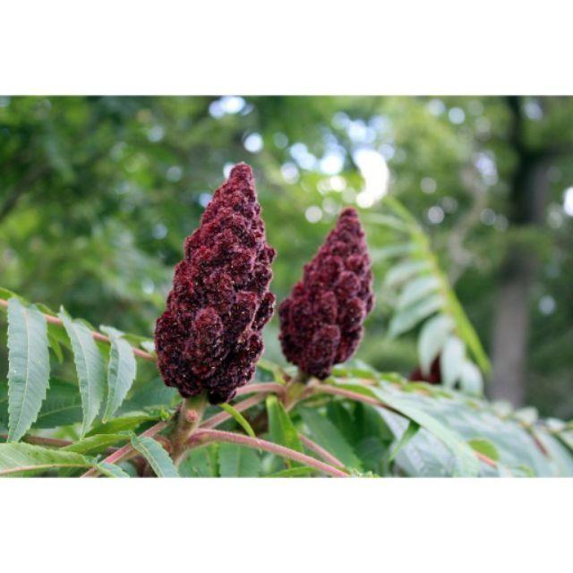[Ready Stock] Original Sumac Arabian Spices/Sumak Rempah Arab (30g