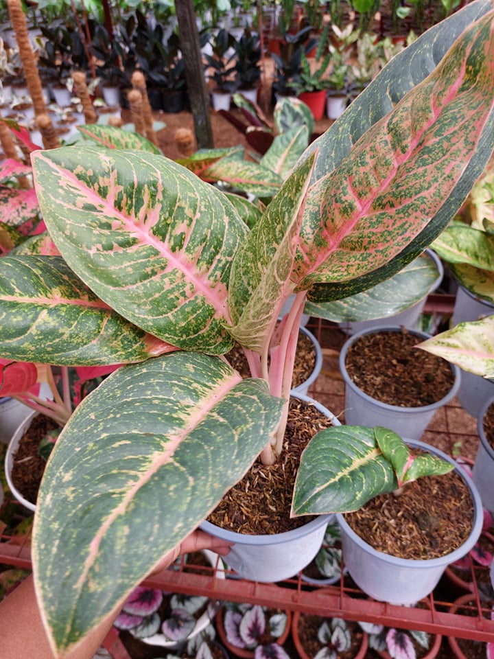 Aglaonema Harley Queen (Rare Plant) with FREE plastic pot, pebbles and
