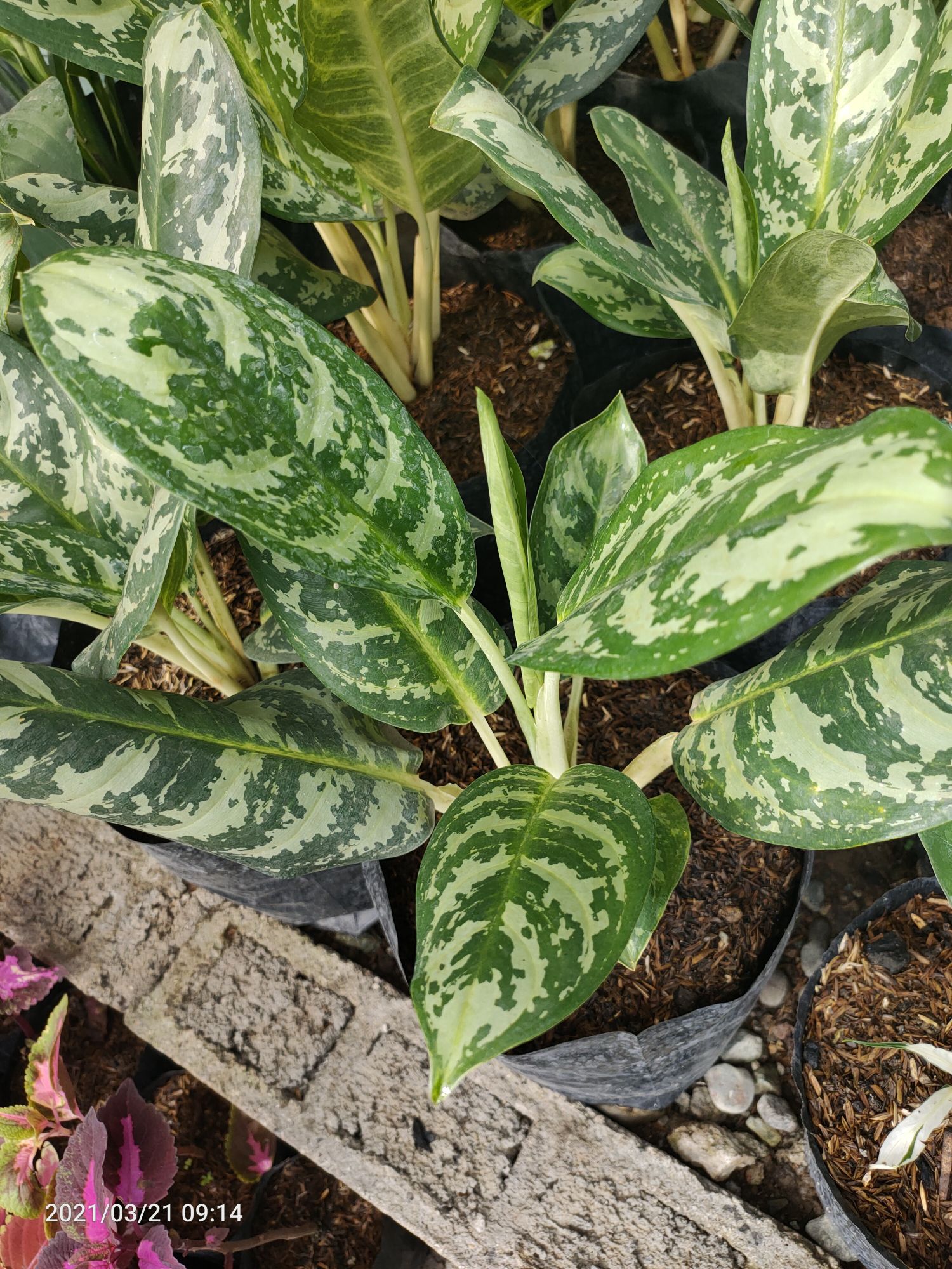 Aglaonema Mary Ann plant | Lazada PH