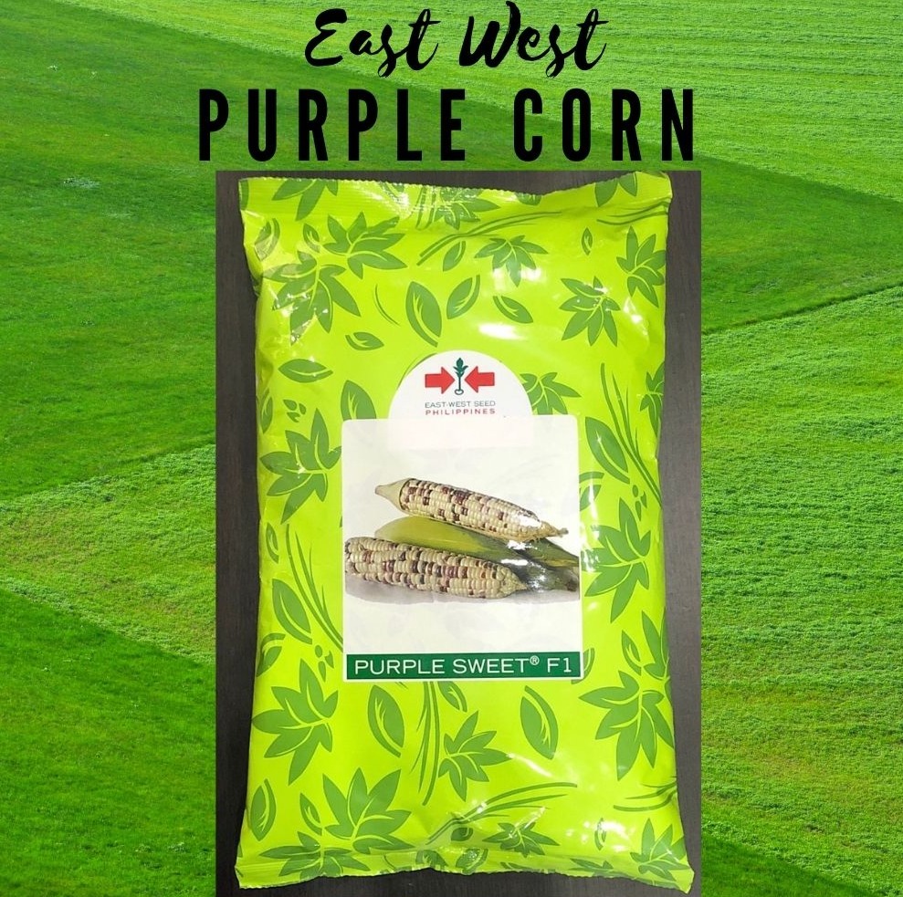 East West EASTWEST 1Kilo PURPLE CORN Seeds Purple Sweet Lazada PH