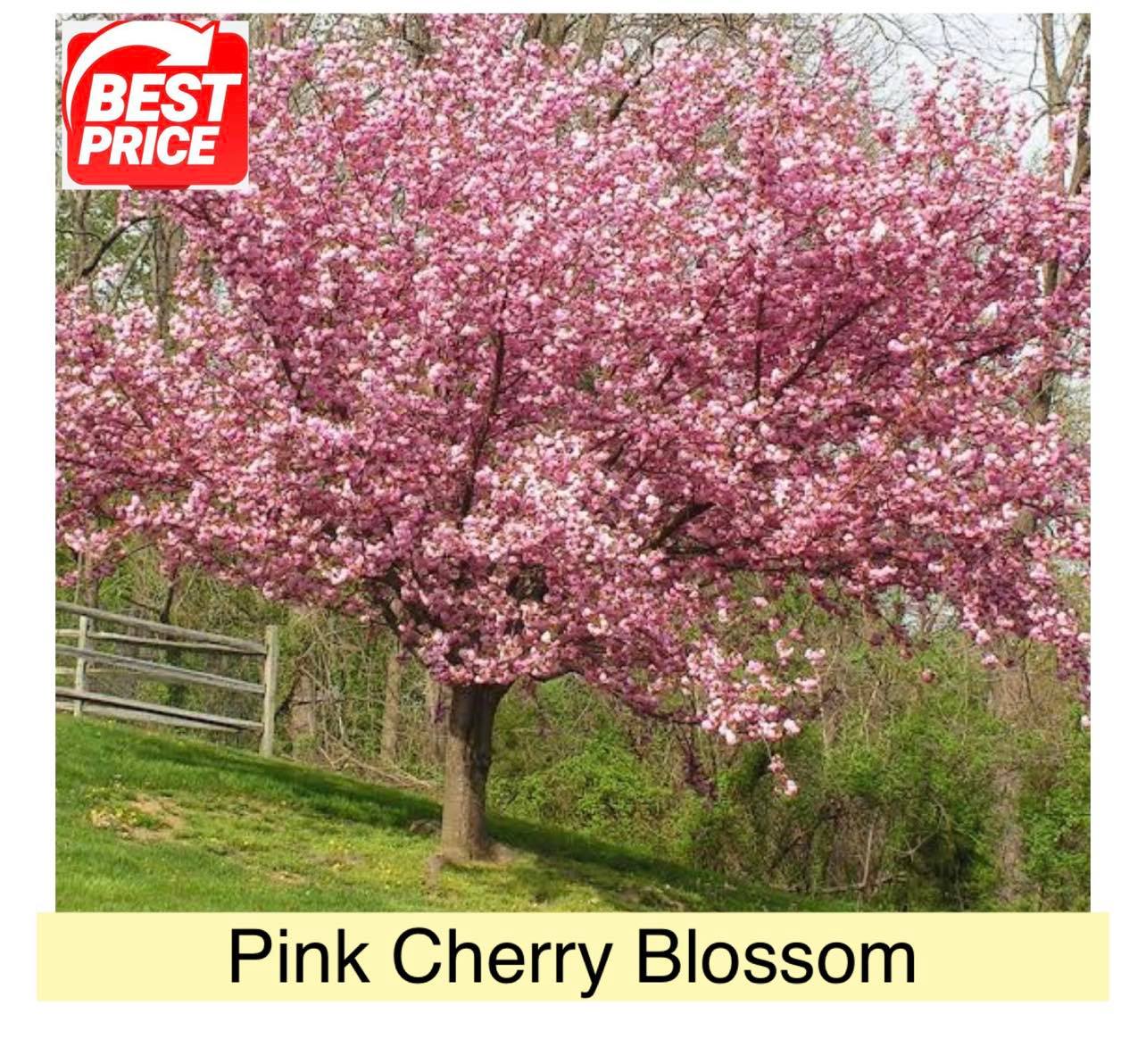 Cherry Blossom Flower Seed Philippine Home Garden Plants Flowers