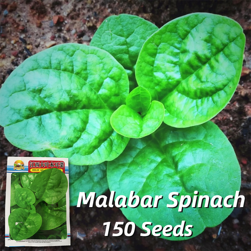 High Yield Malabar Spinach Seeds (150 Seed) Gynura Cusimbua Vegetable ...