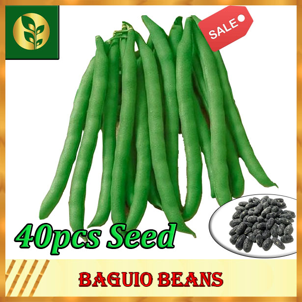 Baguio Beans Seeds Baguio Beans Vegetables seeds Golden Plant and