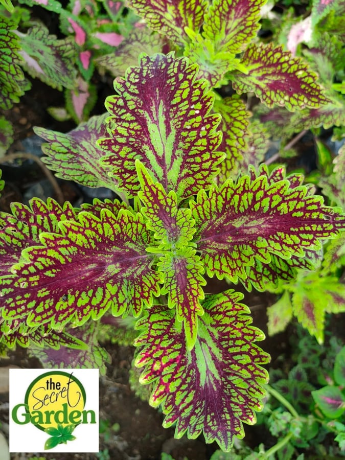 Mayana Coleus Painted Line (Rare Mayana) with FREE garden soil