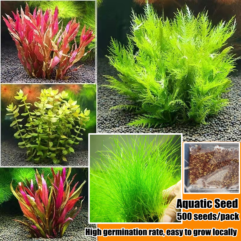 High Germination Aquatic Seed for Planting (500 Pcs Seeds/pack