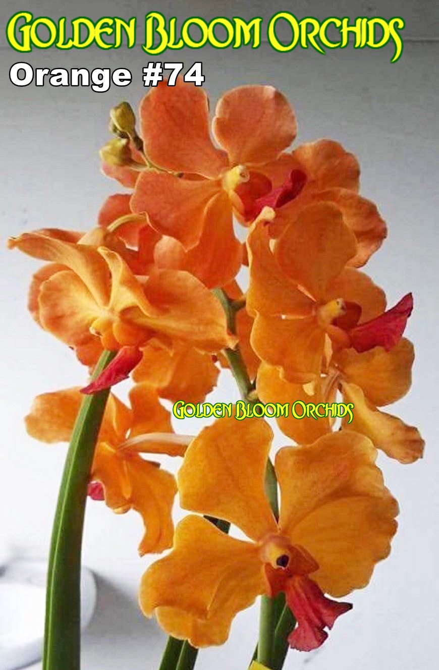 buzuq xonimlar 50 yalangoch Porno ayol dostining jinsiy aloqada bolishini va sharhlarini tomosha qiladi