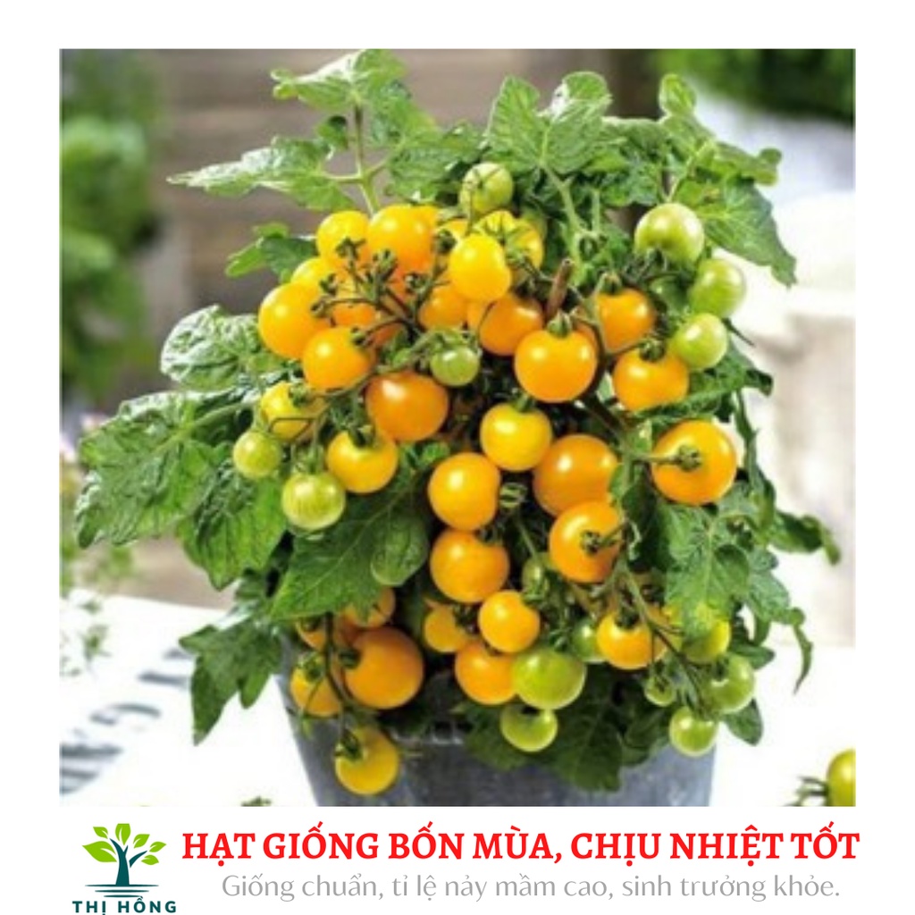 Hạt giống cà chua bi quả vàng (quả vàng mọng, ăn ngon, ngọt).