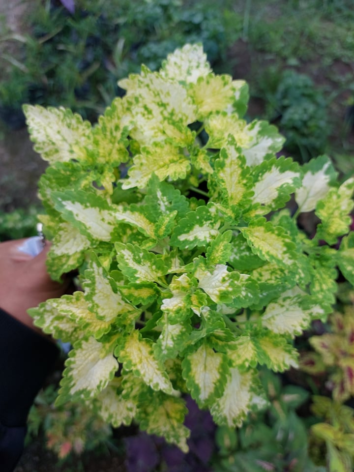 Mayana Coleus White Yellow Peacock (Rare Mayana) with FREE plastic pot