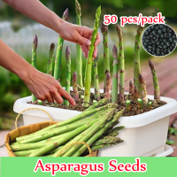 [Fast Germination] 100% Original Asparagus Seeds for Planting (50 Seeds) Benih Asparagus Hasil Tinggi Benih Sayur Sayuran Heirloom Variety Fast Growing Mary Washington Asparagus Organic Vegetable Seeds Bonsai Tree Seeds Asparagus Plants In Home & Garden