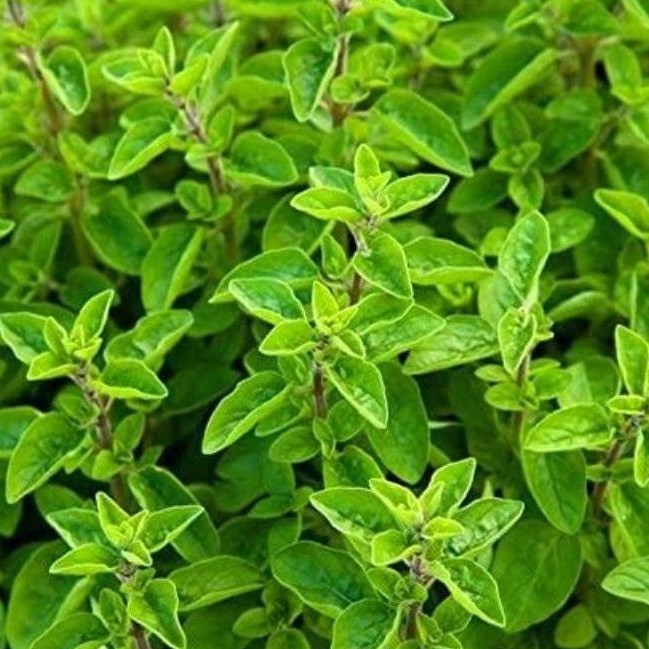 50 Seeds (buy 2 get 1 free) Marjoram Or Sweet Marjoram Herb for Sale