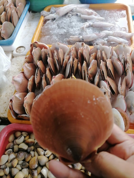 SCALLOPS (MOONSHELL) Lazada PH