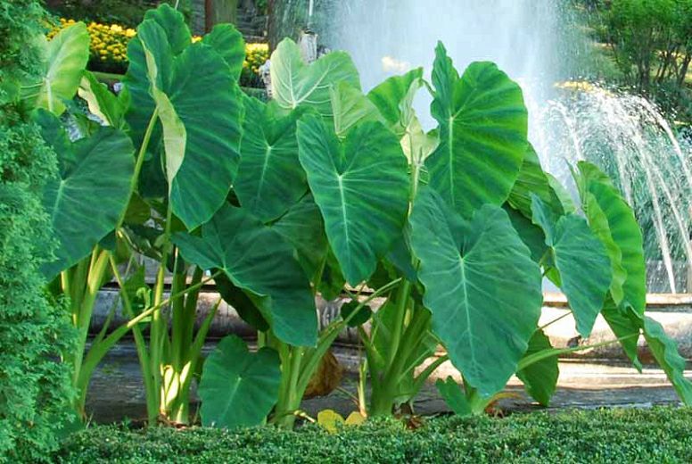 Colocasia Sangria (Elephant Ear) Bulb only (1 pc for 220 pesos) | Lazada PH