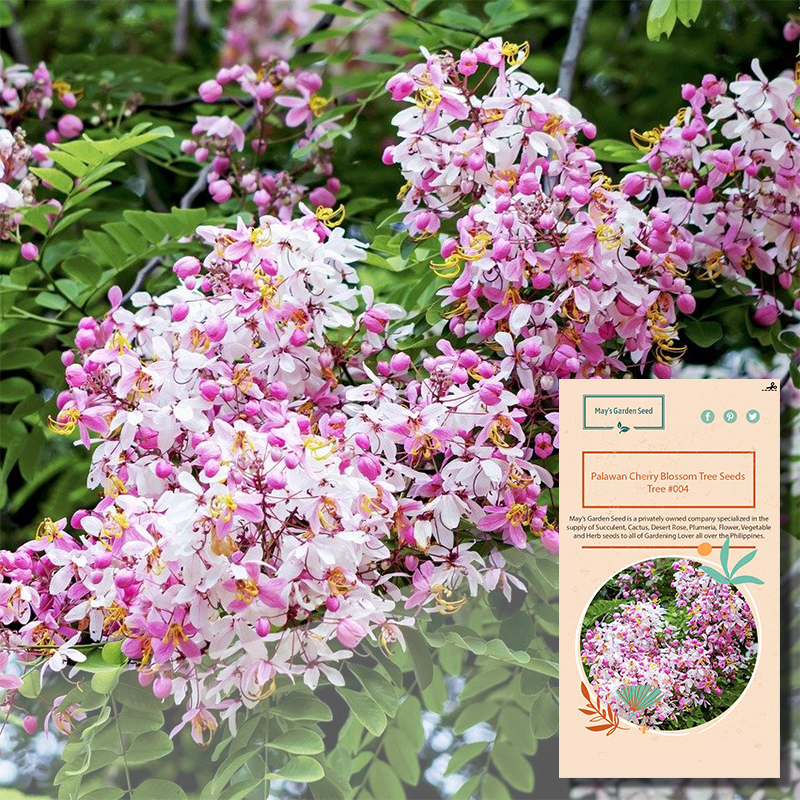 Palawan Pink Cherry Blossom Tree Seeds, Tree Seeds004 50 seeds (not