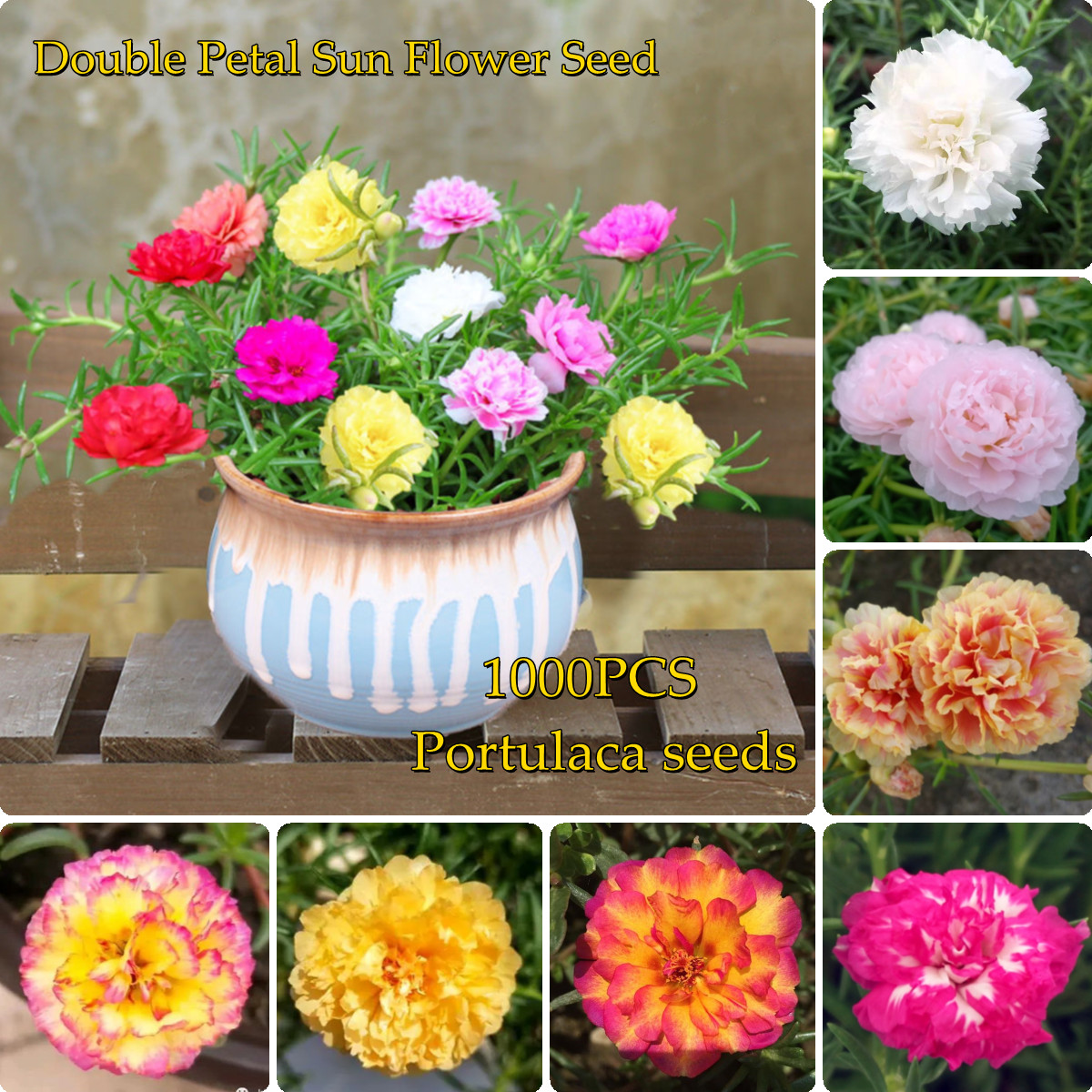 High Quality 1000pcs Portulaca Seeds Colorful Double Petal Sun Flower