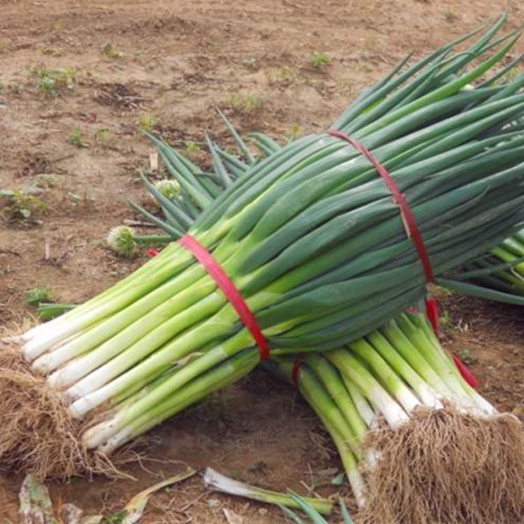 vegetable seeds Benih Sayur 蔬菜種子 Japanese iron onion king green green