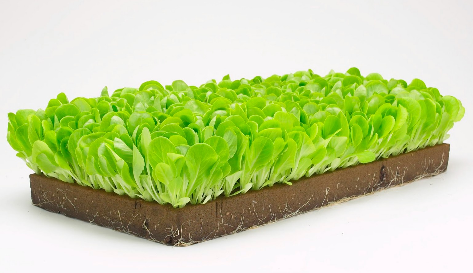 FV Hydroponic Foam 4cm Height 100 Cubes hydroponics foam