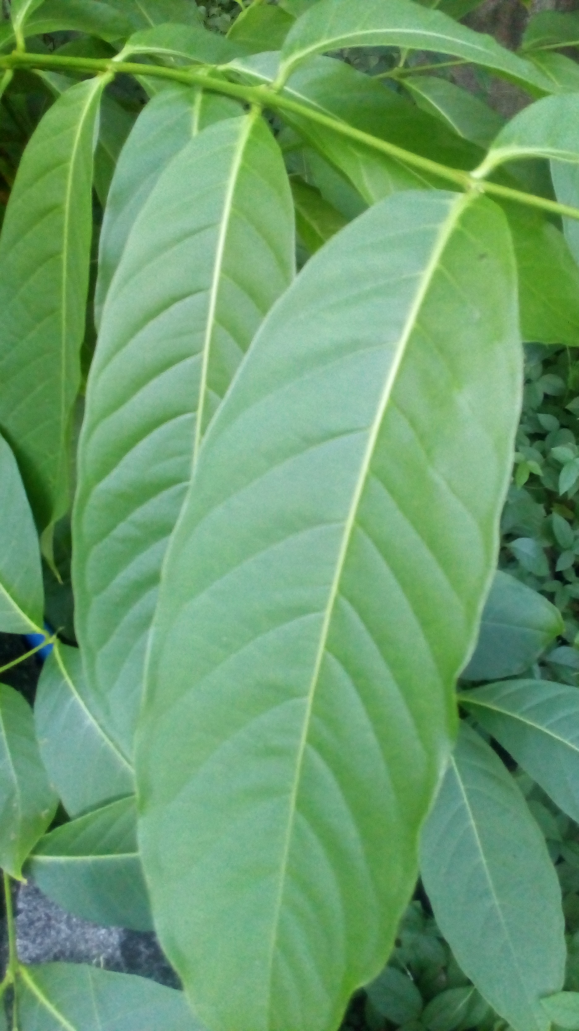 Fresh Banaba Leaves 100grams | Lazada PH