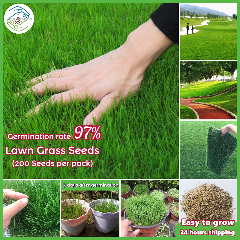 Easy To Grow丨Good Quality Lawn Grass Seed (1 Pack 200pcs)丨Bermuda Grass