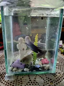 lazada betta fish