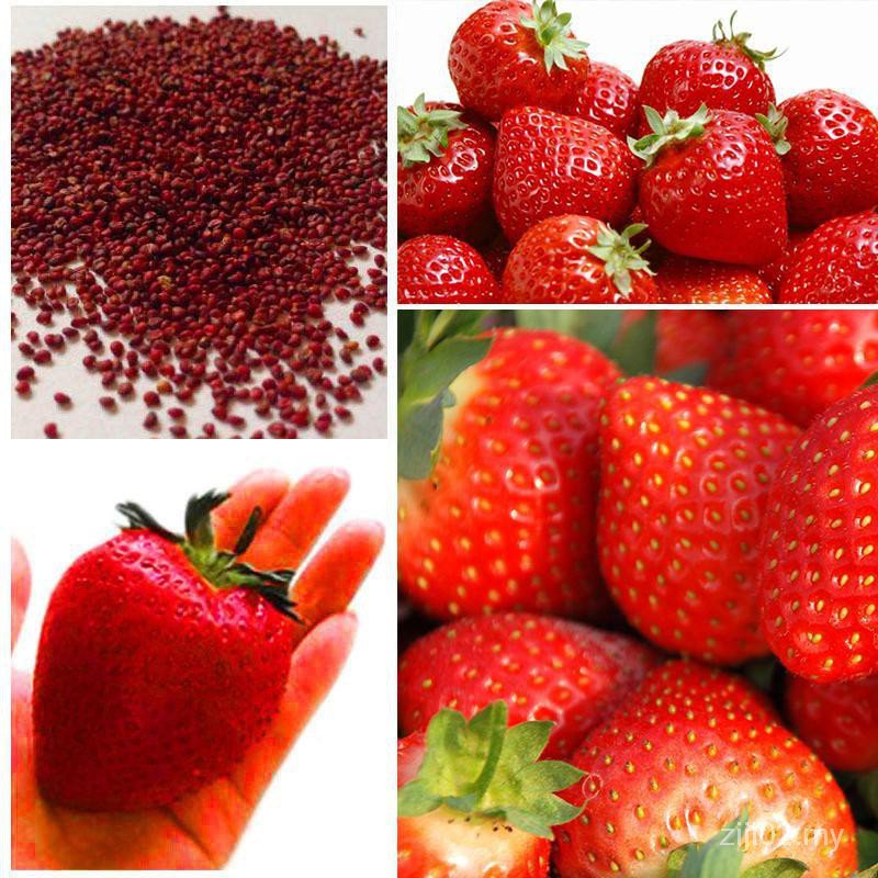 200 PCS Strawberry Seeds Supersweet Nutritious Delicious Fruit