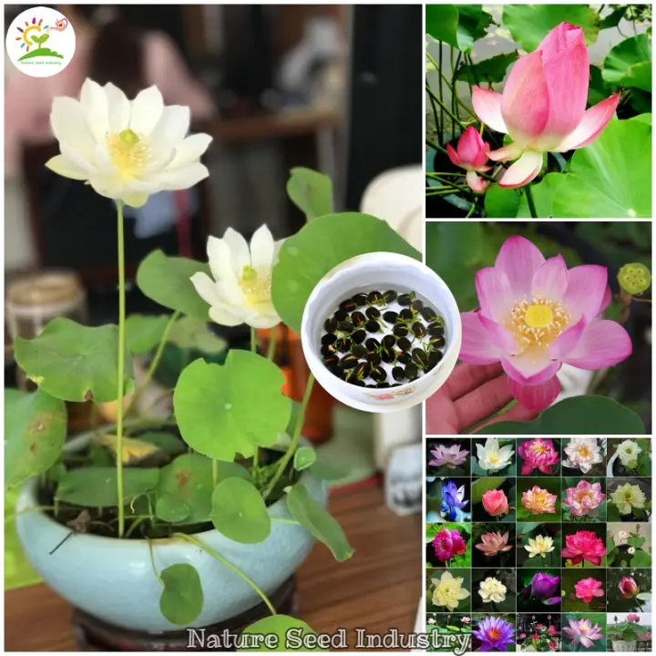 20 Pcs Seeds Pack Mixed Mini Lotus Water Lily Seed Gardening Flower Seeds For Hydroponics Bonsai