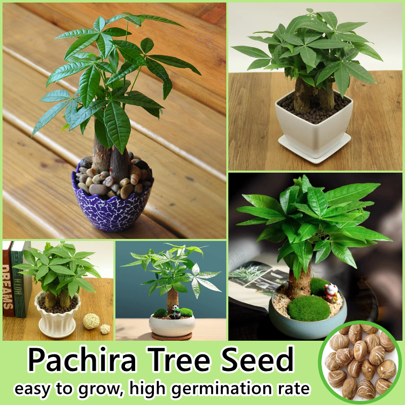 [100 Original Seed] Pachira macrocarpa Seed Money Tree Plants Seeds