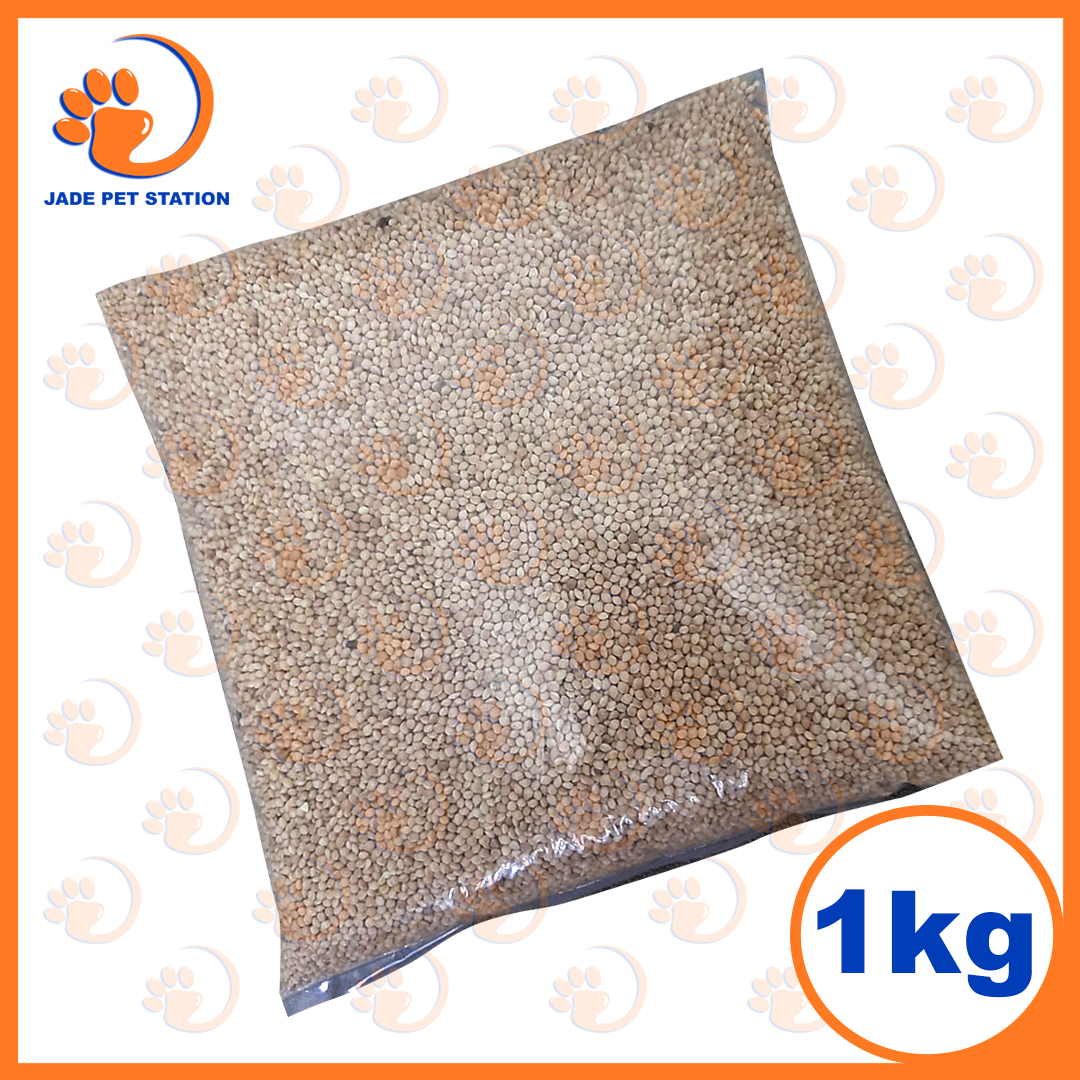 Bird Seed White Millet Bird Feed Lazada PH