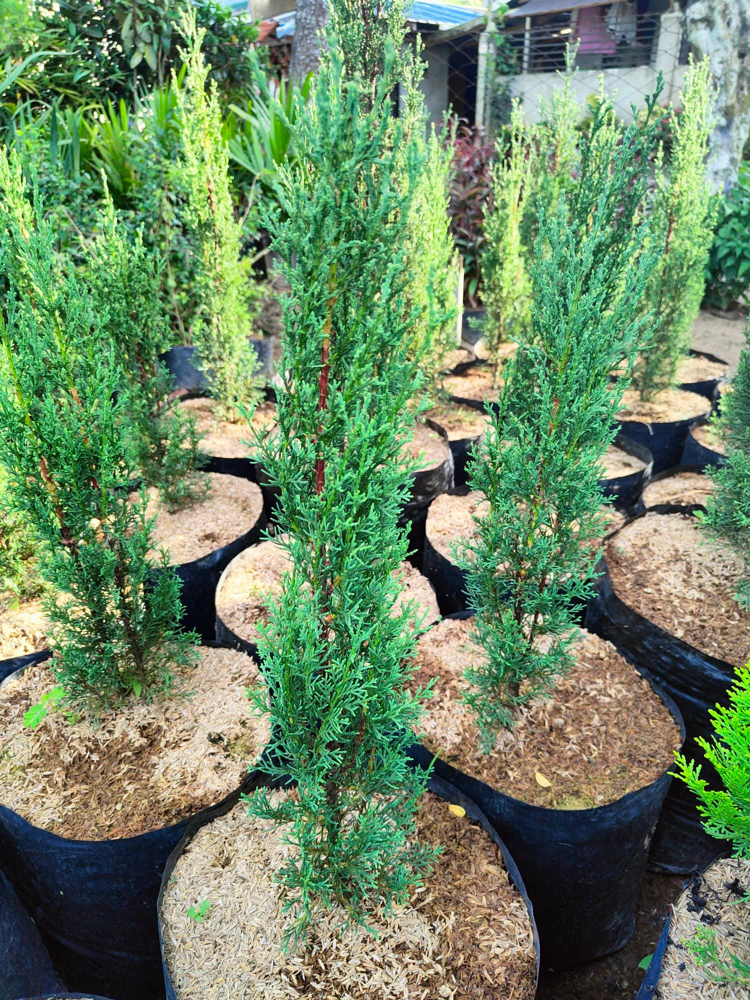 Italian Pine Tree 2Feet (Live Collector's Plant Limited Stocks Only