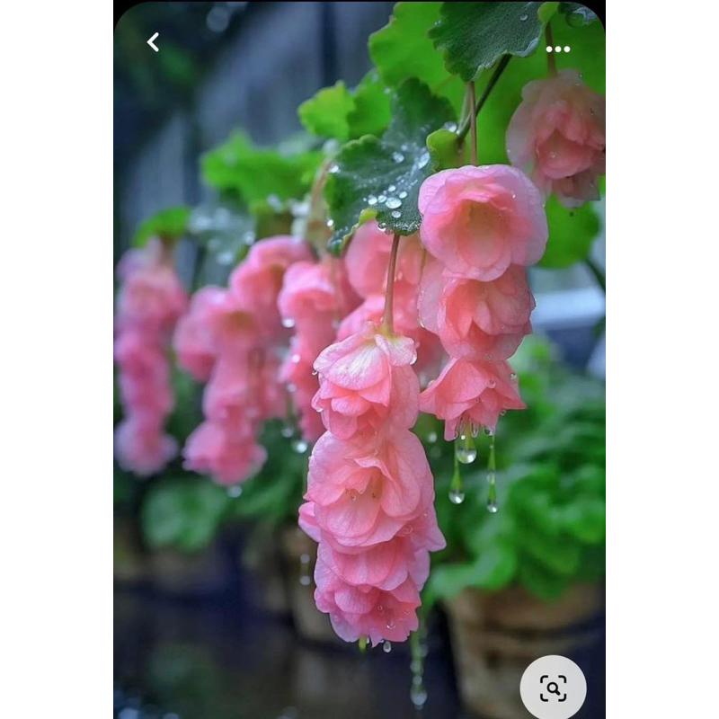 Hạt giống hoa chuông gió(1 gói đủ màu)