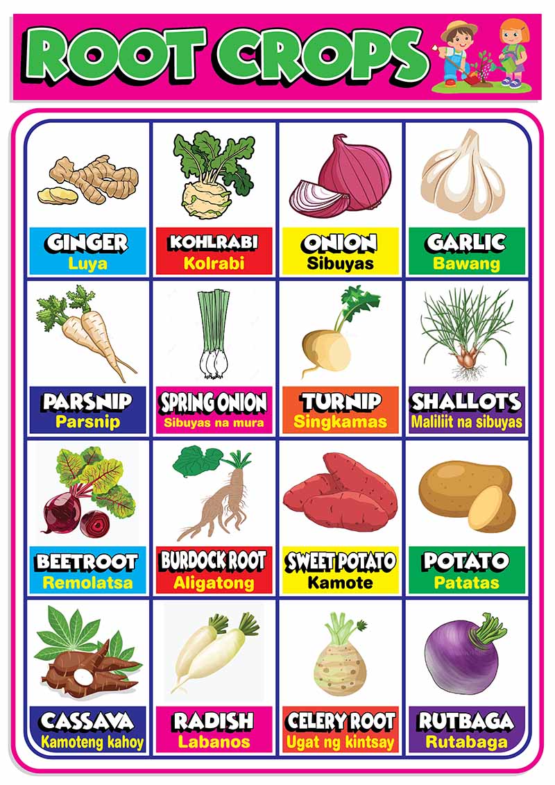 Root Crops Cartoon Educational Chart - A4 Size Poster - Waterproof ...