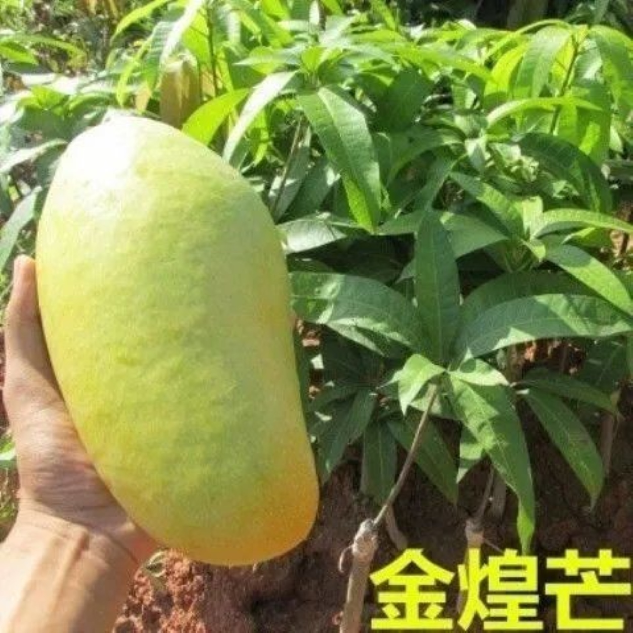 / buy a send a mango trees grafted mango north and the south gardens planted four seasons big