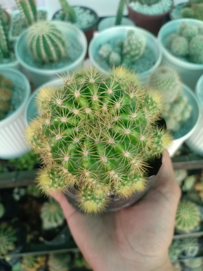 Lemon Cactus (Token Size) with FREE garden soil, plastic pot and marble  chip pebbles | Lazada PH