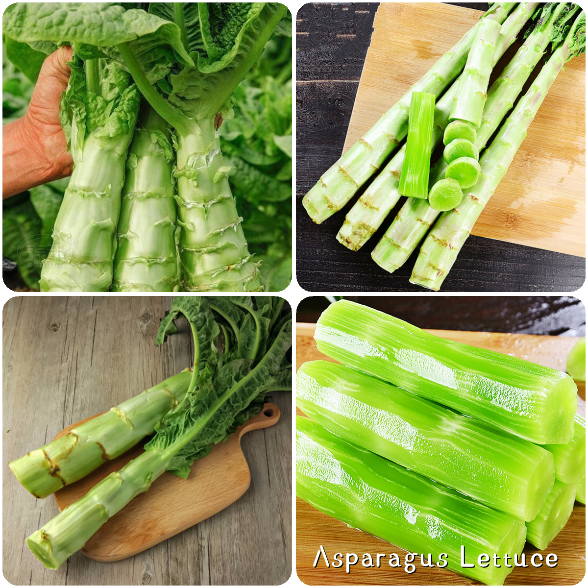 Asparagus Lettuce Seeds 30pcs Vegetable Seeds for Planting Pilea