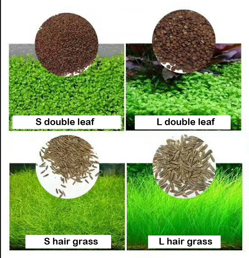 Aquarium Grass Plant Seeds 4 Pack Aquarium Grass Seeds for Planting