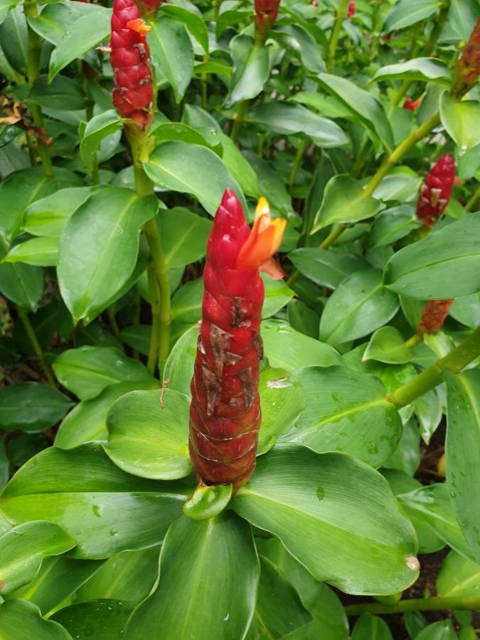 Ship nationwide COD Red Button Ginger 15 inches height red cane