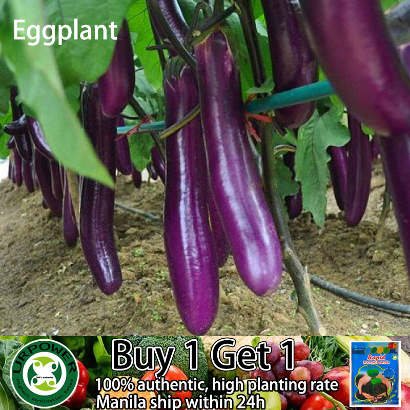 Eggplant Long Purple Vegetable Seeds 20pcs Buy 1pack Seed Get 1pack Rooting Power Lazada Ph 6191