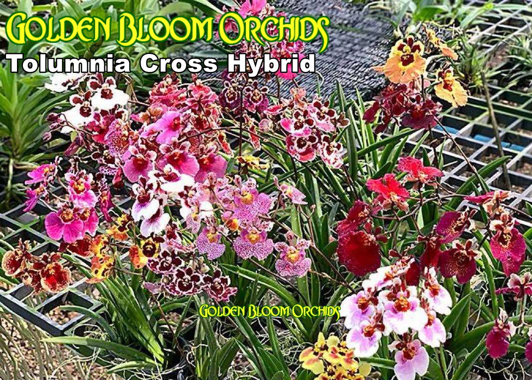 Ular yetuk videoni yoqishdi