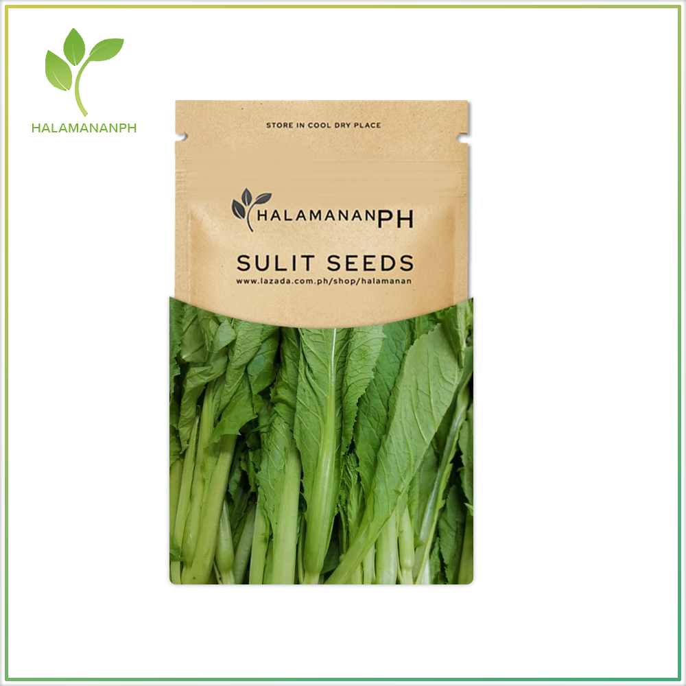 1000 SEEDS MUSTARD MUSTASA TAGALOG (NATIVE) SUPER SULIT VEGETABLE SEED PACK [Halamanan PH