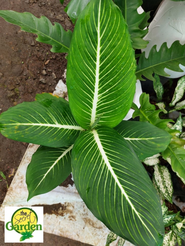 Dieffenbachia Sterling (Rare Plant) with FREE plastic pot, pebbles and ...