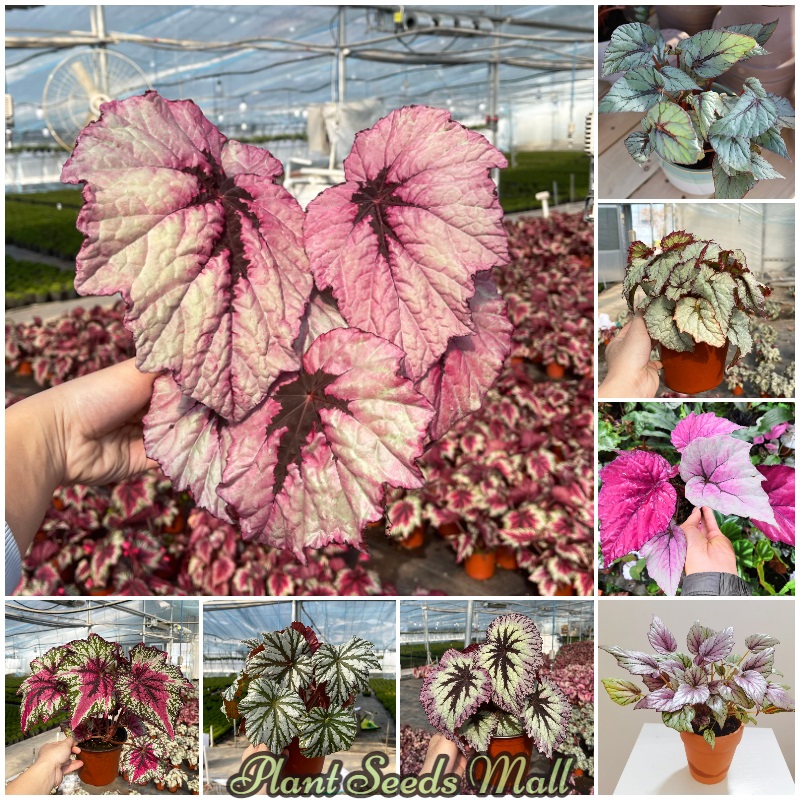 50pcs Begonia Seeds Coleus Seeds Mayana Varieties Gardening Flower Seeds Easy To Grow