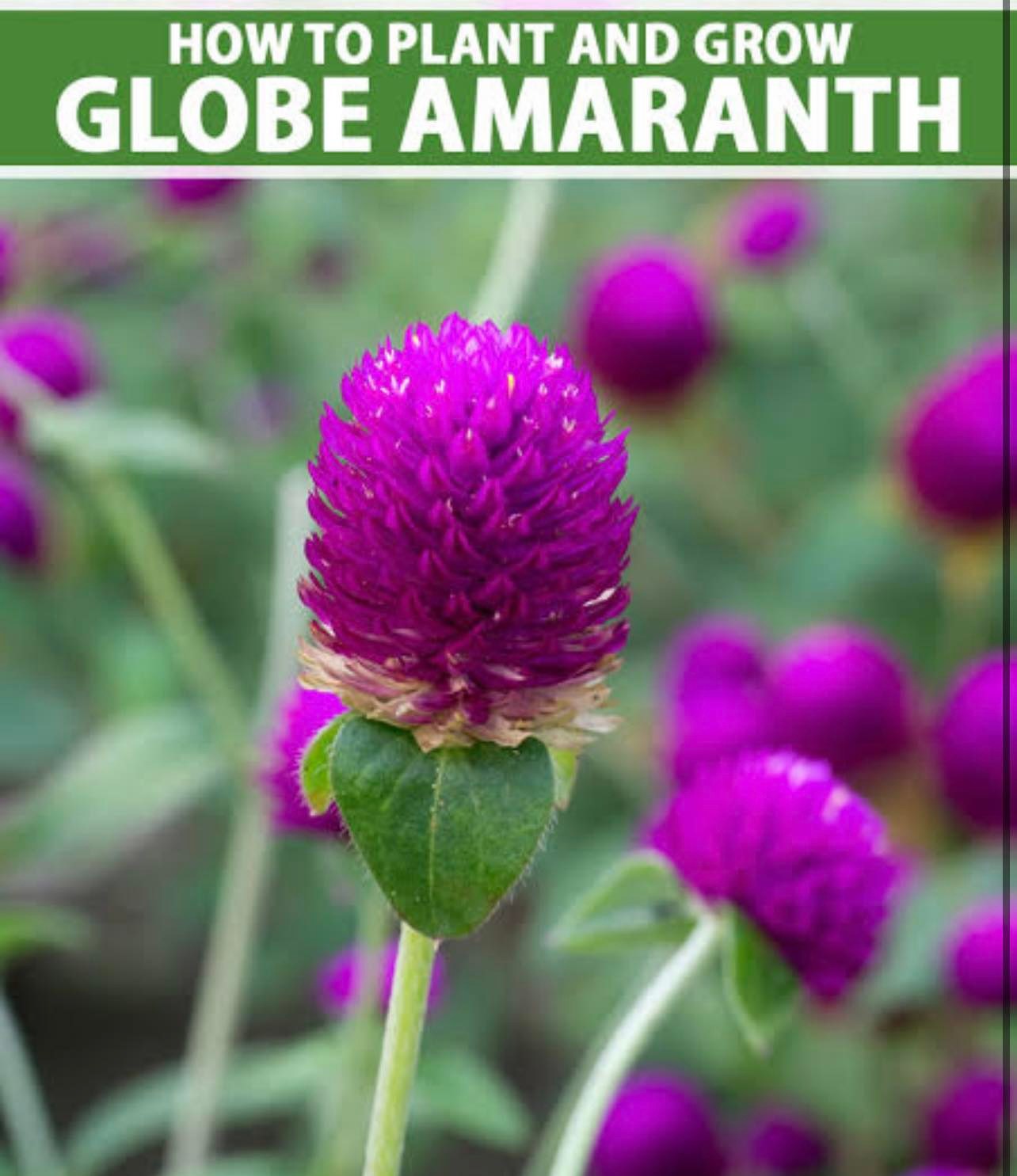 Amaranth Globe Flower Flower Seeds Home Outdoor Gardening Lazada PH