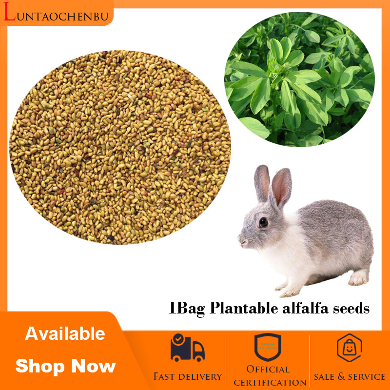 Plantable alfalfa seeds High protein Alfalfa grass for rabbits and Pigs
