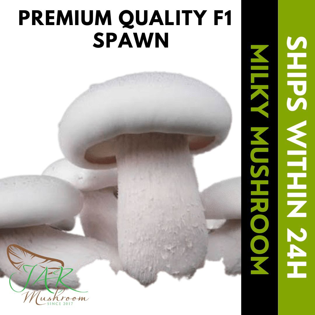 JAR Mushroom 3pcs Milky mushroom seed grain spawn kabute oyster binhi