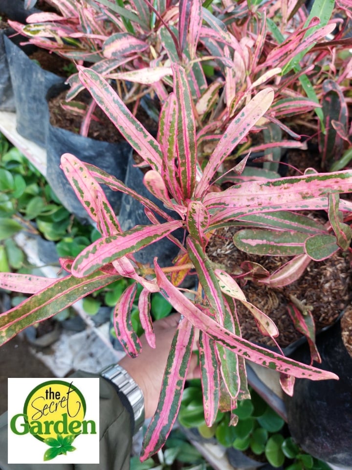 Croton Pink Mother and Daughter plastic pot, and garden soil (Indoor