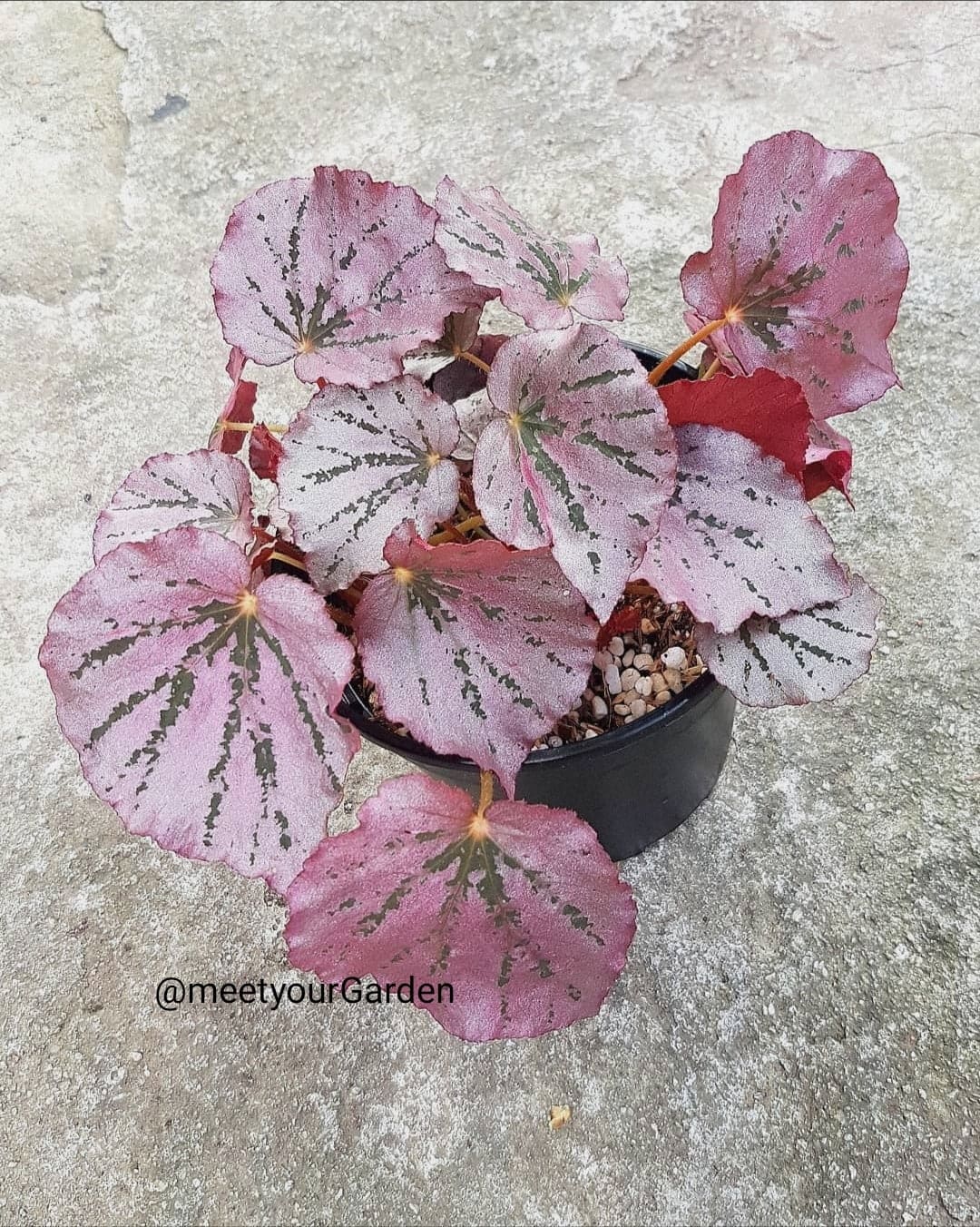 Begonia Martin's Mystery with FREE white plastic pot, pebbles and ...