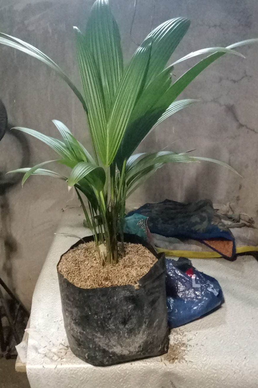 PALMERA ARECA PALM AND RED PALM INDOOR OR OUTDOOR PLANT UPROOTED AND ...