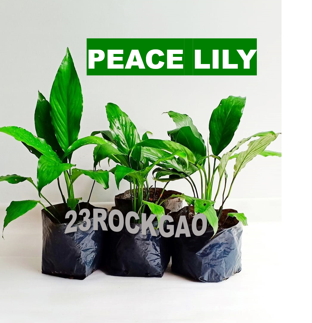 peace-lily-1pc-lazada-ph